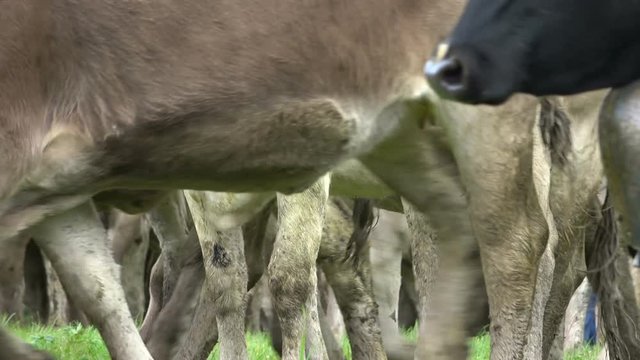 Viehscheid, Almabtrieb in Wertach, Allgäu, Schwaben, Kühe, 4K