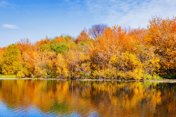 bushes on the lake