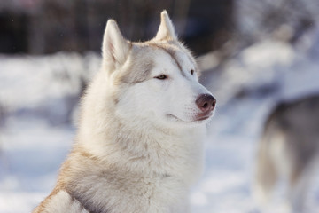 Husky dogs in the winter in the snow on the street