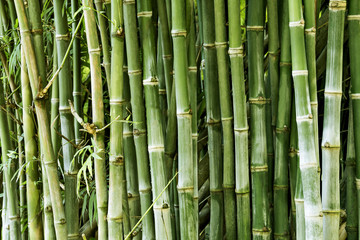 Fototapeta na wymiar Beautiful bamboo forest, green nature background.