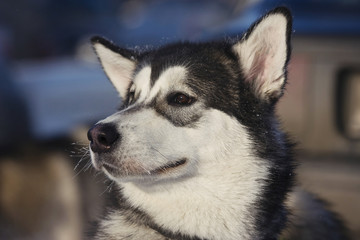 Husky dogs in the winter in the snow on the street