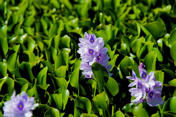 Blume auf einer Landschaft