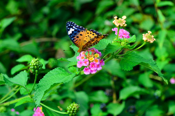 内成棚田の彼岸花