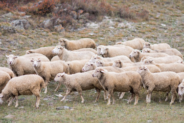 flock of sheep