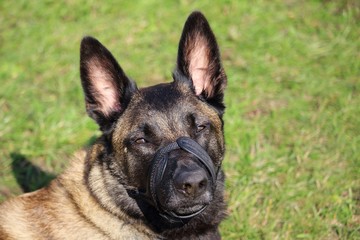 chien de berger belge malinois muselé qui regarde vers nous