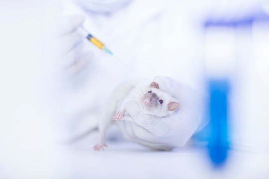 Laboratory worker injecting white rat, using syringe, close-up