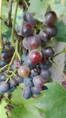 dunkle Weintrauben