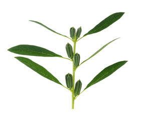 fresh sesame pods isolated on white background