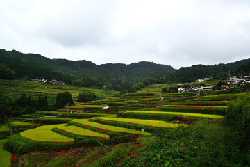 内成棚田の彼岸花