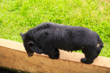 Closeup Black Bear Stands on Wall in Zoo