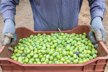 Olives harvesting in a field in Chalkidiki,  Greece