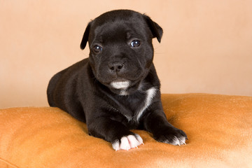 Puppy Staffordshire terrier dog  on a brown background