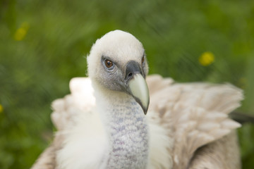 Young Griffon vulture, closeup