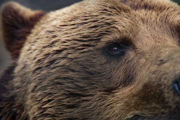 Grizzly bear, closeup eye
