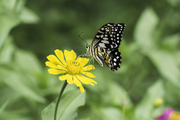 Lime Butterfly sucking nectar from zinnia flowers .