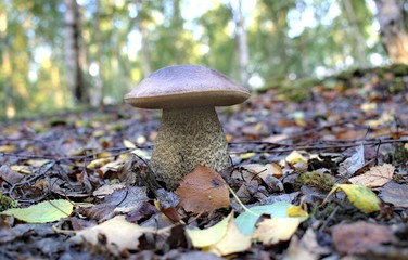 Autumn mushrooms in a natural forest environment.Beautiful mushrooms on a natural forest background.