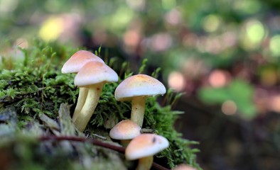 Autumn mushrooms in a natural forest environment.Beautiful mushrooms on a natural forest background.