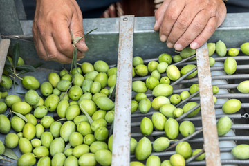 Hand sorting out collected green olives