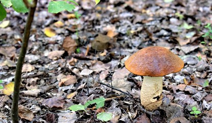 Autumn mushrooms in a natural forest environment.Beautiful mushrooms on a natural forest background.
