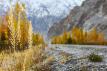 Autumn in Pakistan 