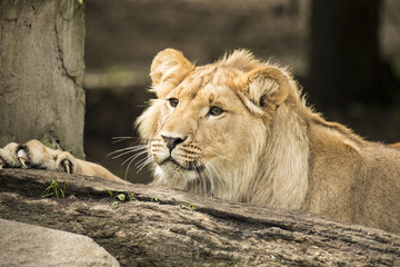 Young male lion