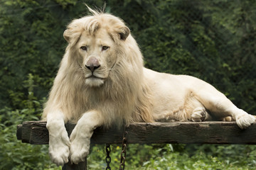 Young white lion