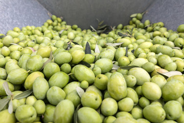 Hand sorting out collected green olives