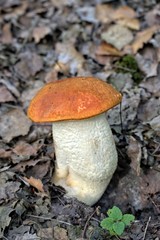 Autumn mushrooms in a natural forest environment.Beautiful mushrooms on a natural forest background.