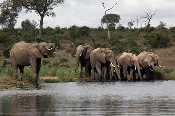 Fototapeta premium The herd of African bush elephants (Loxodonta africana) drinking in the water dam and standing on the shore of afriacan river
