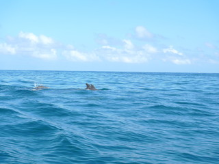 Fototapeta premium Marine landscape in Zanzibar. Tanzania