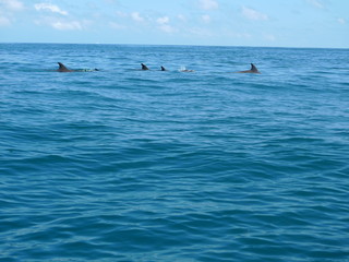 Fototapeta premium Marine landscape in Zanzibar. Tanzania