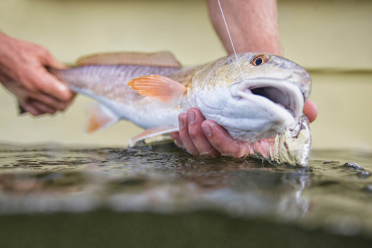 Man releasing small redfish