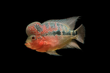 Flowerhorn is the colorful ornamental fish