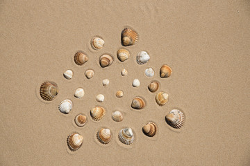 Conchiglie sulla spiaggia