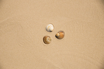 Conchiglie sulla spiaggia
