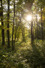 Obraz premium Tree Forest in Autumn Backlit