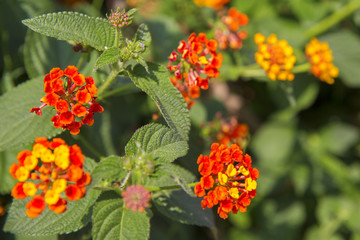 Dettaglio di fiori dai petali di colore giallo e rosso. 