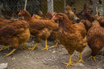 Galinhas no galinheiro