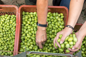 Hand sorting out collected green olives