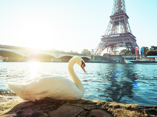 white swan and Eiffel tower, Paris. France © Iakov Kalinin
