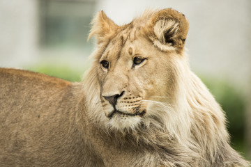 Fototapeta na wymiar Young lion, headshot