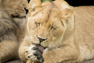 Fototapeta na wymiar Young lioness cleaning paw