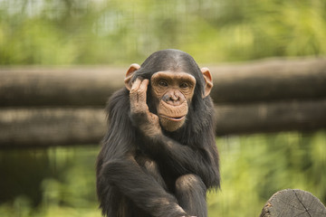 Young chimpanzee