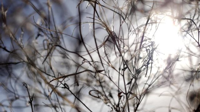 Delicate dreamy plant seeds and a low sun.