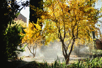 Yellow tree, watering