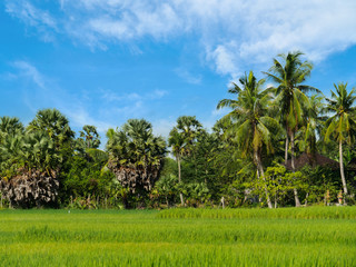 Green rice paddy field and palm trees against the bright blue sky. Countryside, rural, cereal plant landscape.