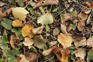 background of autumn leaves
