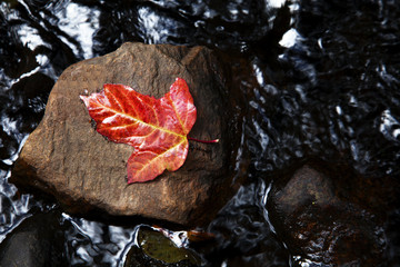 Laubblatt in einem Bachlauf