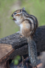 a cute furry chipmunk sitting on a stump and eats