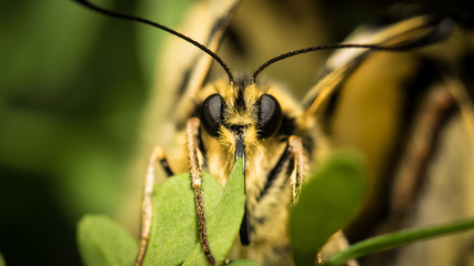 Papilio machaon